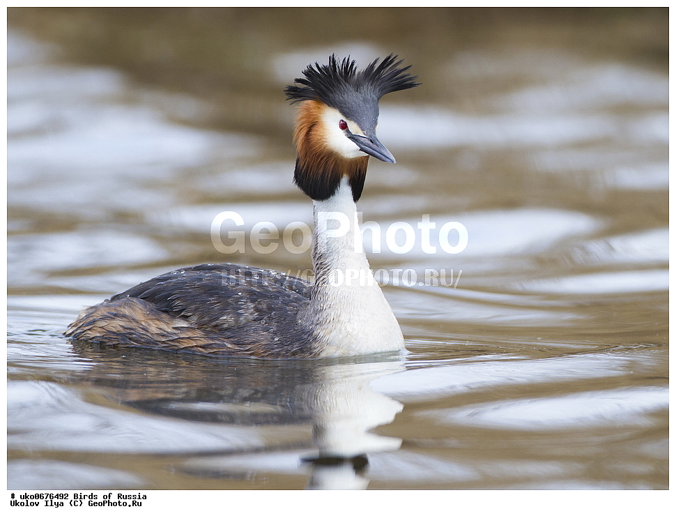  �����������, ���������� �������, ����������� ����� ������, ������, ��������, ��������, �����, �����, ��������, �����������, ������� �����, ������� �����, XYZ, ����������, Podicipedidae, ������� �������, �����, Podiceps cristatus