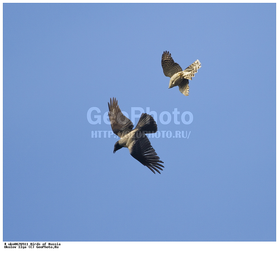 �����������, ���������� �������, ����������� ����� ������, ������, ��������, ��������, �����, �����, ��������, �����������, ������ �����, ������ �����, XYZ, ����������, Accipitridae, ������-������������, ����� ������, ������������, Accipiter nisus