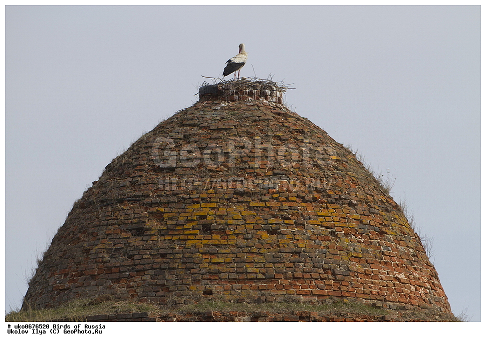 �����������, ���������� �������, ����������� ����� ������, ������, ��������, ��������, �����, �����, ��������, �����������, XYZ, ��������, Ciconiidae, ����� ����, Ciconia ciconia