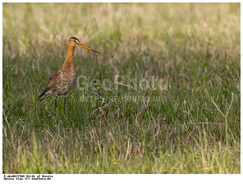 �����������, ���������� �������, ����������� ����� ������, ������, ��������, ��������, �����, �����, ��������, �����������, �����, ������, XYZ, ���������, Scolopacidae, ������� ����������, �������� �����, Limosa limosa