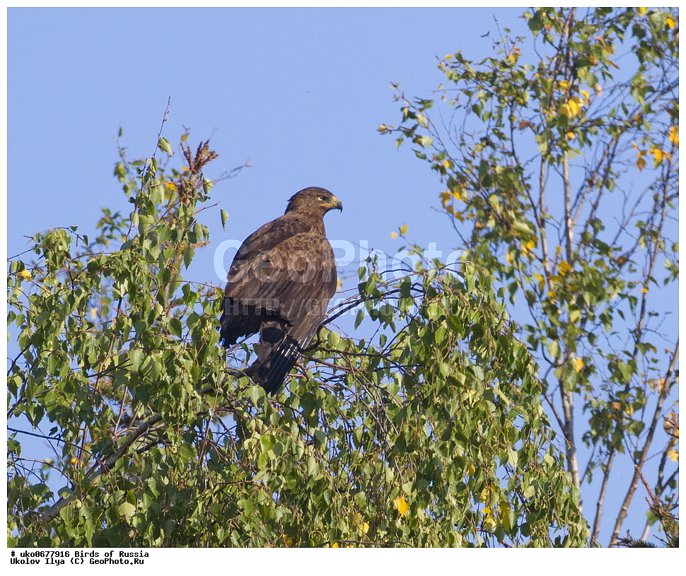 �����������, ���������� �������, ����������� ����� ������, ������, ��������, ��������, �����, �����, ��������, �����������, ������ �����, ������ �����, XYZ, ����������, Accipitridae, ����� ��������, Aquila pomarina