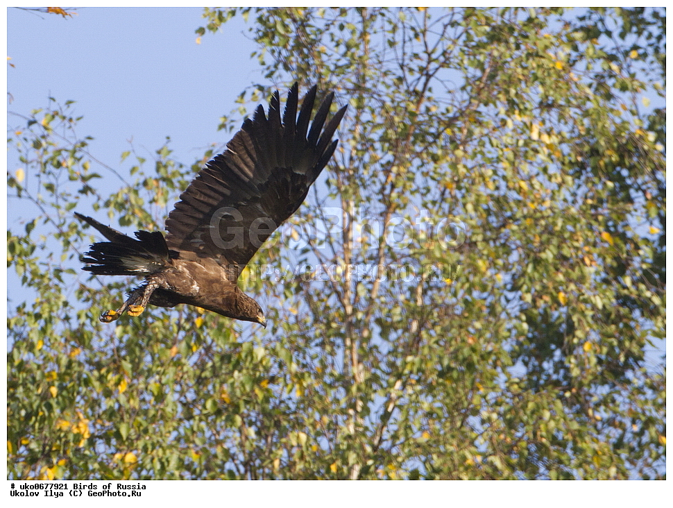 �����������, ���������� �������, ����������� ����� ������, ������, ��������, ��������, �����, �����, ��������, �����������, ������ �����, ������ �����, XYZ, ����������, Accipitridae, ����� ��������, Aquila pomarina