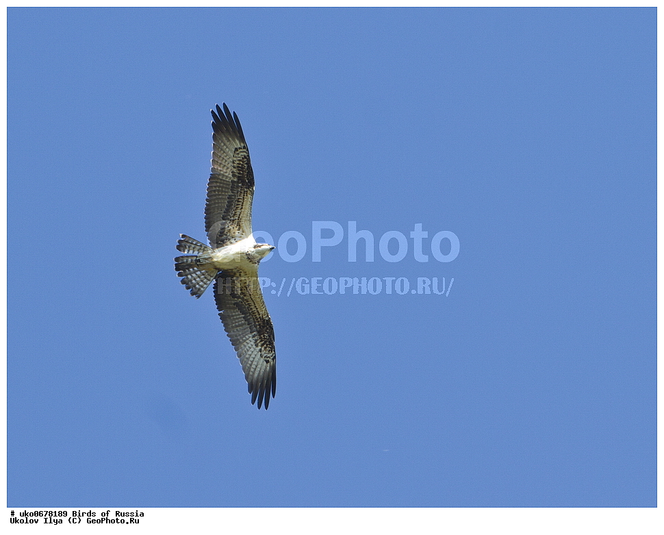 �����������, ���������� �������, ����������� ����� ������, ������, ��������, ��������, �����, �����, ��������, �����������, ������ �����, ������ �����, XYZ, ��������, Pandionidae, �����, Pandion haliaetus