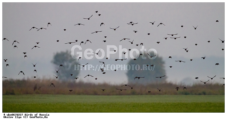 �����������, ���������� �������, ����������� ����� ������, ������, ��������, ��������, �����, �����, ��������, �����������, XYZ, ����������, Sturnidae, ������������ �������, Sturnus vulgaris