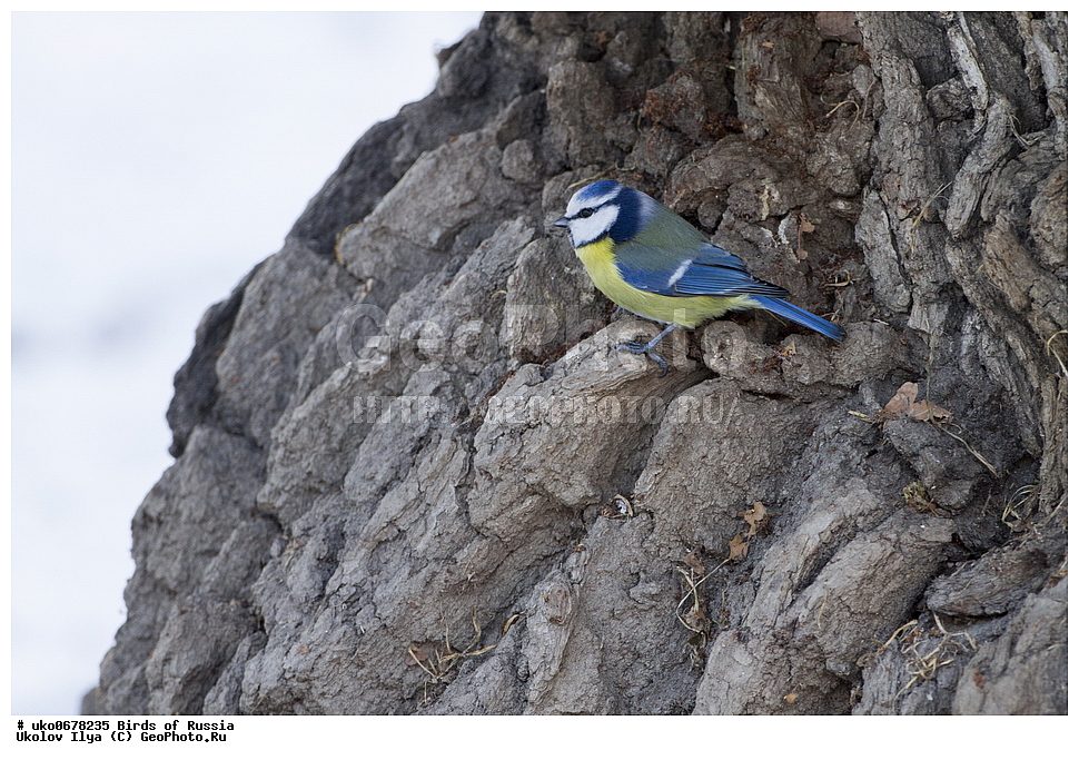 �����������, ���������� �������, ����������� ����� ������, ������, ��������, ��������, �����, �����, ��������, �����������, XYZ, ���������, Paridae, ������������ ���������, ������ ���������, ������� ���������, ���������, Cyanistes caeruleus, Parus caeruleus