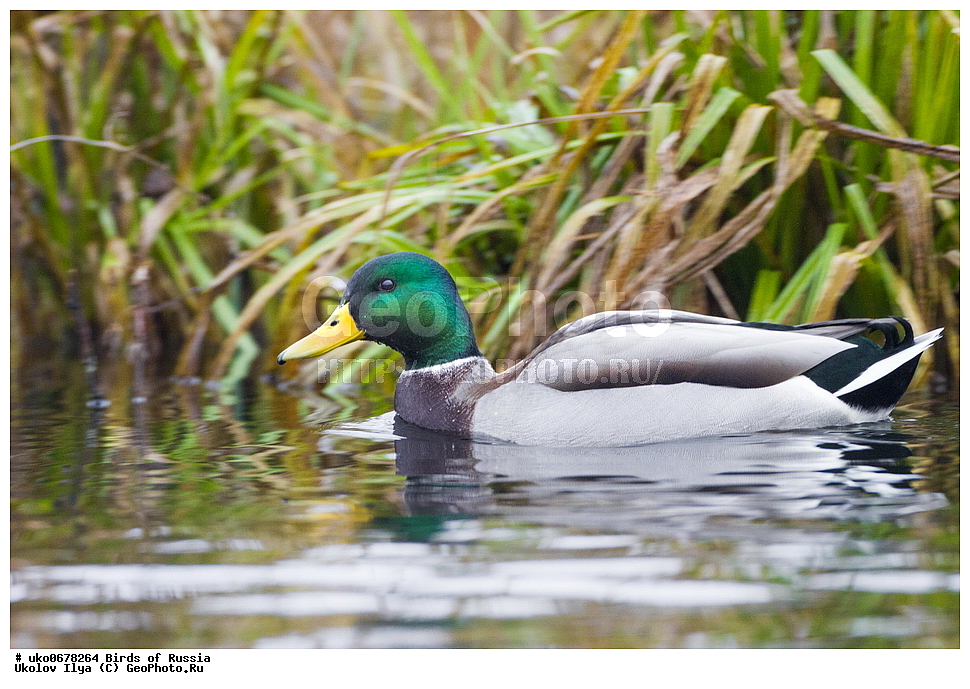 �����������, ���������� �������, ����������� ����� ������, ������, ��������, ��������, �����, �����, ��������, �����������, �����������������, ������������� �����, ������������� �����, XYZ, ������, Anatidae, ������, Anas platyrhynchos