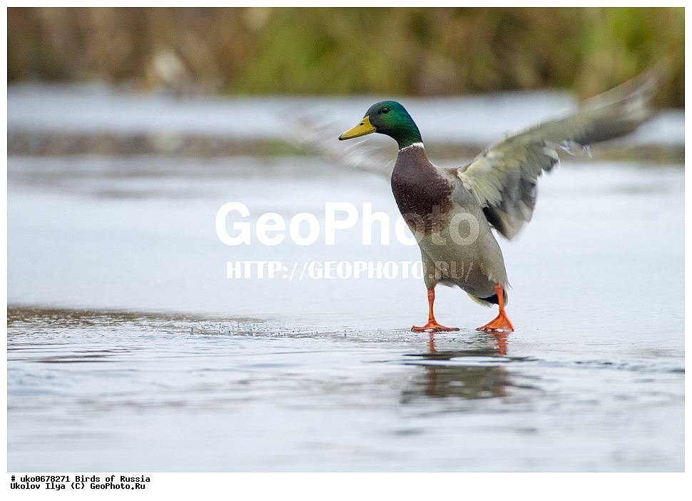 �����������, ���������� �������, ����������� ����� ������, ������, ��������, ��������, �����, �����, ��������, �����������, �����������������, ������������� �����, ������������� �����, XYZ, ������, Anatidae, ������, Anas platyrhynchos