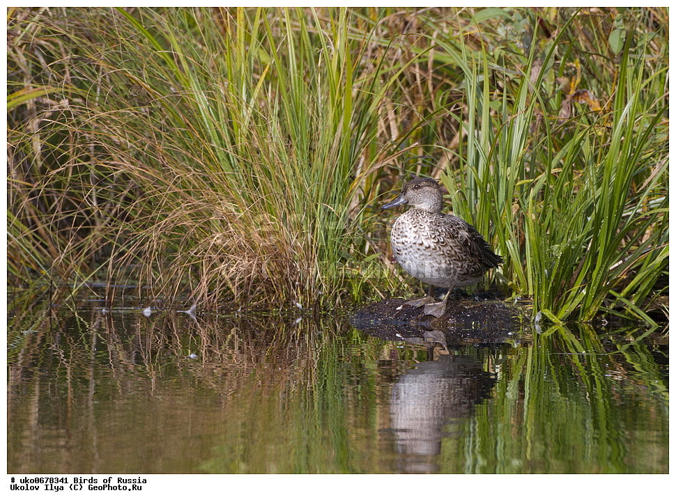 �����������, ���������� �������, ����������� ����� ������, ������, ��������, ��������, �����, �����, ��������, �����������, �����������������, ������������� �����, ������������� �����, XYZ, ������, Anatidae, �����-���������, Anas crecca