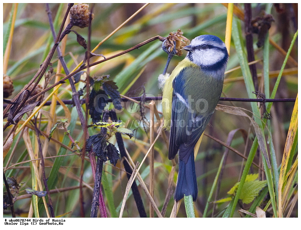 �����������, ���������� �������, ����������� ����� ������, ������, ��������, ��������, �����, �����, ��������, �����������, XYZ, ���������, Paridae, ������������ ���������, ������ ���������, ������� ���������, ���������, Cyanistes caeruleus, Parus caeruleus