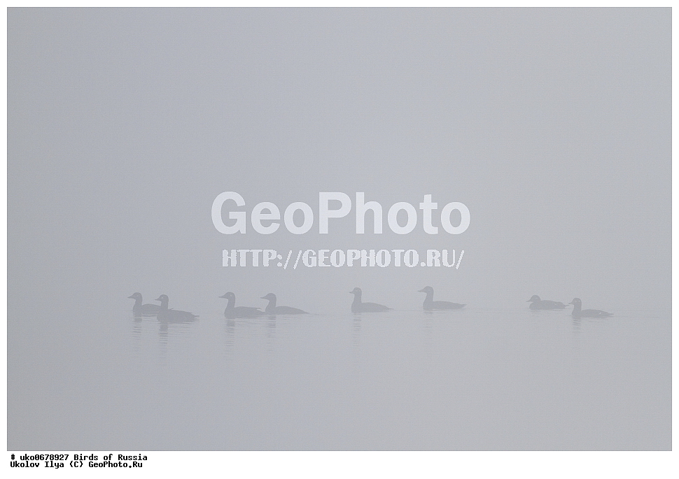 ����������� ����� ������, ������, ��������, ��������, �����, �����, ��������, �����������, �����������������, ������������� �����, ������������� �����, XYZ, ������, Anatidae, ������, Melanitta fusca