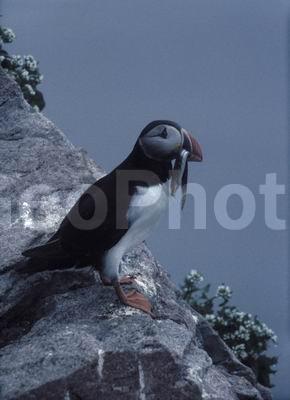 ��������� ����, �����, ���� ��������, ������� �����, ������� �����, �����, �����, ������, ����������, ������� �����, ������� �����, �����, XYZ, ������ �����, �������, ����������, Alcidae, �����, ������������� �����, Fratercula arctica