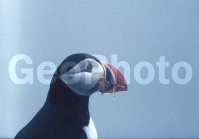 ��������� ����, �����, ���� ��������, ������� �����, ������� �����, �����, �����, ������, ����������, ������� �����, ������� �����, �����, XYZ, ������ �����, �������, ����������, Alcidae, �����, ������������� �����, Fratercula arctica