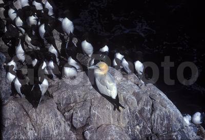 ��������� ����, �����, ���� ��������, ����������, ������� �����, ������� �����, �����, �����, �����, �������� �����, �������� �����, ������� �����, ������� �����, XYZ, ��������, Sulidae, �������� �����, Morus bassanus, Sula bassana, ����������, Alcidae, ����������� �����, ������������ �����, Uria aalge