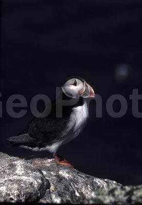 ��������� ����, �����, ���� ��������, ������� �����, ������� �����, �����, ������ �����, ������ ������, �����, ������, ����������, ������� �����, ������� �����, �����, XYZ, ������ �����, �������, ����������, Alcidae, �����, ������������� �����, Fratercula arctica