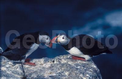 ��������� ����, �����, ���� ��������, ������� �����, ������� �����, �����, ������ �����, ������ ������, �����, ������, ����������, ������� �����, ������� �����, �����, XYZ, ������ �����, �������, ����������, Alcidae, �����, ������������� �����, Fratercula arctica