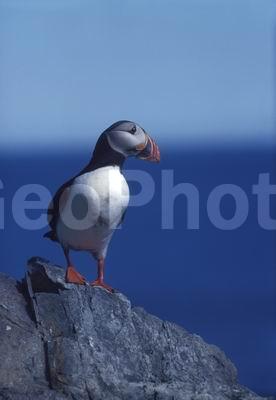 ��������� ����, �����, ���� ��������, ������� �����, ������� �����, �����, ������ �����, ������ ������, �����, ������, ����������, ������� �����, ������� �����, �����, XYZ, ������ �����, �������, ����������, Alcidae, �����, ������������� �����, Fratercula arctica