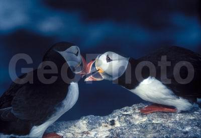 ��������� ����, �����, ���� ��������, ������� �����, ������� �����, �����, ������ �����, ������ ������, �����, ������, ����������, ������� �����, ������� �����, �����, XYZ, ������ �����, �������, ����������, Alcidae, �����, ������������� �����, Fratercula arctica