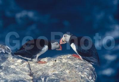 ��������� ����, �����, ���� ��������, ������� �����, ������� �����, �����, ������ �����, ������ ������, �����, ������, ����������, ������� �����, ������� �����, �����, XYZ, ������ �����, �������, ����������, Alcidae, �����, ������������� �����, Fratercula arctica