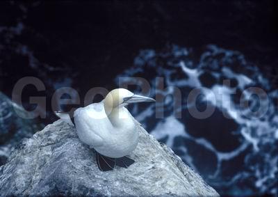 ��������� ����, �����, ���� ��������, ����������, ������� �����, ������� �����, �����, �����, �����, �������� �����, �������� �����, ������� �����, ������� �����, XYZ, ��������, Sulidae, �������� �����, Morus bassanus, Sula bassana