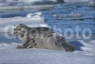 ����� ����, ������������� �����, ������� �������������, ������������ ������, ������, ������� �������������, ������� �������������, ������� �����, XYZ, ��������� ������, Phocidae, ������������ ������, �����, Pagophilus groenlandicus
