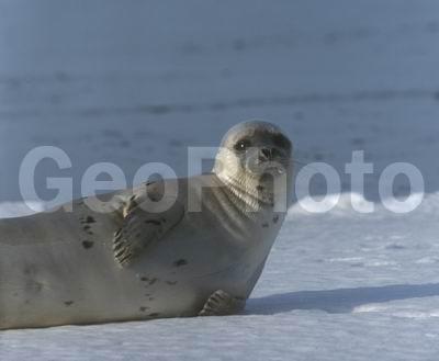 ����� ����, ������������� �����, ������� �������������, ������������ ������, ������, ������� �������������, ������� �������������, ������� �����, XYZ, ��������� ������, Phocidae, ������������ ������, �����, Pagophilus groenlandicus
