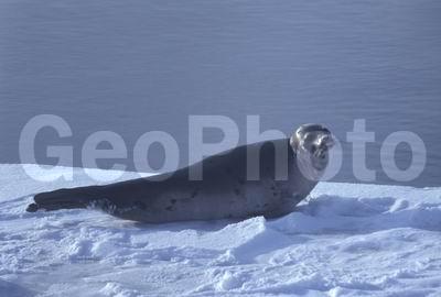 ����� ����, ������������� �����, ������� �������������, ������������ ������, ������, ������� �������������, ������� �������������, ������� �����, XYZ, ��������� ������, Phocidae, ������������ ������, �����, Pagophilus groenlandicus