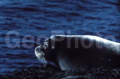 ��������� ����, ������� �������������, ���� ��������, ������� ����, ������, ������� �������������, ������� �������������, ������� �����, XYZ, ��������� ������, Phocidae, ������, ������� ����, Erignathus barbatus