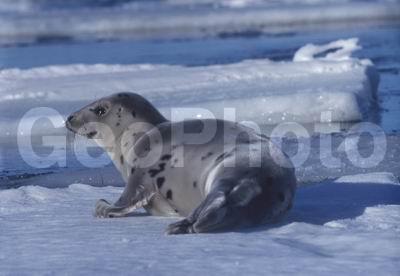 ����� ����, ������������� �����, ������� �������������, ������������ ������, ������, ������� �������������, ������� �������������, ������� �����, XYZ, ��������� ������, Phocidae, ������������ ������, �����, Pagophilus groenlandicus
