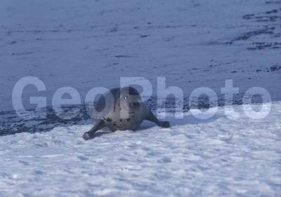 ����� ����, ������������� �����, ������� �������������, ������������ ������, ������, ������� �������������, ������� �������������, ������� �����, XYZ, ��������� ������, Phocidae, ������������ ������, �����, Pagophilus groenlandicus