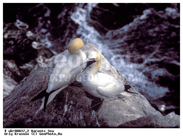 ��������� ����, �����, ������� �����, ������� �����, XYZ, ��������, Sulidae, �������� �����, Morus bassanus, Sula bassana