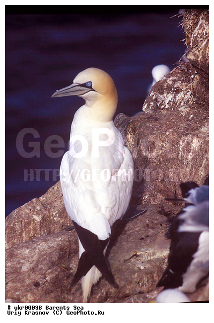 ��������� ����, �����, ������� �����, ������� �����, XYZ, ��������, Sulidae, �������� �����, Morus bassanus, Sula bassana