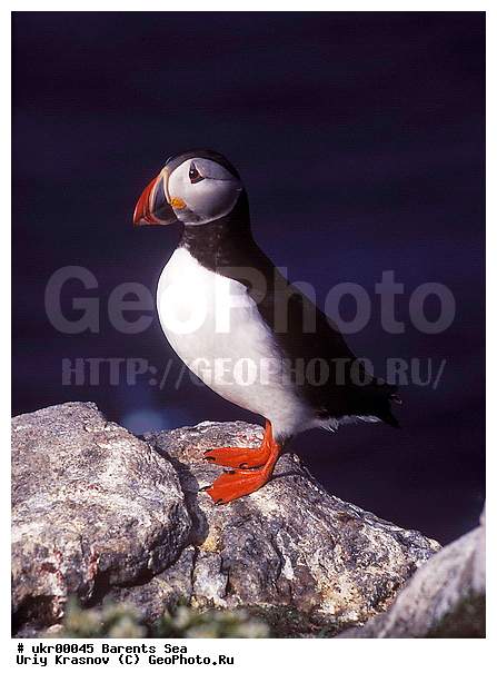 ��������� ����, �����, ��������, ��������, �����, �����, ��������, �����������,������� �����, ������� �����, �����, XYZ, ����������, Alcidae, ����, ������������� �����, Fratercula arctica