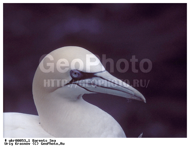 ��������� ����, �����, ������� �����, ������� �����, XYZ, ��������, Sulidae, �������� �����, Morus bassanus, Sula bassana