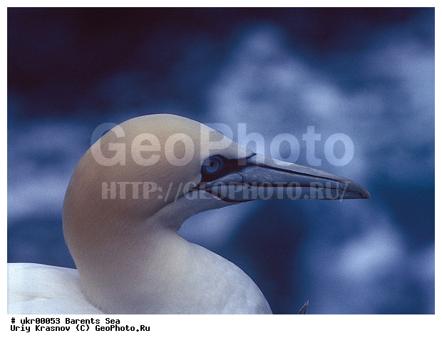 ��������� ����, �����, ������� �����, ������� �����, XYZ, ��������, Sulidae, �������� �����, Morus bassanus, Sula bassana