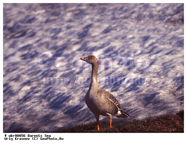 ��������� ����, �����, ��������, ��������, �����, �����, ��������, �����������, �����������������, ������������� �����, ������������� �����, XYZ, ������, Anatidae, ��������, Anser fabalis