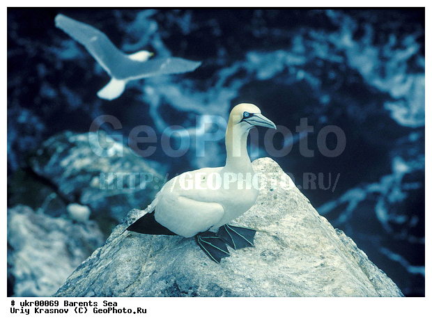 ��������� ����, �����, ������� �����, ������� �����, XYZ, ��������, Sulidae, �������� �����, Morus bassanus, Sula bassana