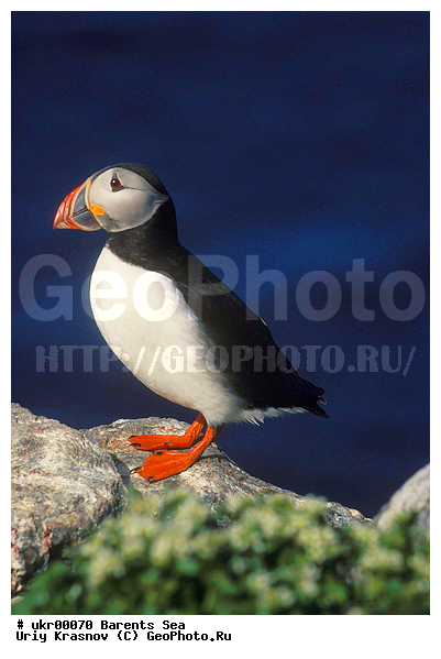 ��������� ����, �����, ��������, ��������, �����, �����, ��������, �����������,������� �����, ������� �����, �����, XYZ, ����������, Alcidae, ����, ������������� �����, Fratercula arctica