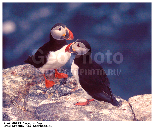 ��������� ����, �����, ��������, ��������, �����, �����, ��������, �����������,������� �����, ������� �����, �����, XYZ, ����������, Alcidae, ����, ������������� �����, Fratercula arctica
