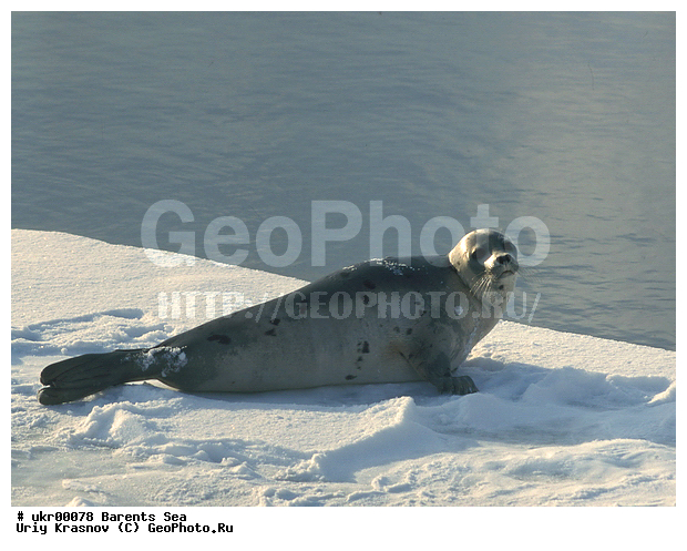 ��������� ����, ������� �������������, ������� �������������, ������� �����, XYZ, ��������� ������, Phocidae, ������������ ������, �����, Pagophilus groenlandicus