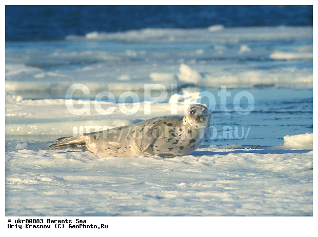 ��������� ����, ������� �������������, ������� �������������, ������� �����, XYZ, ��������� ������, Phocidae, ������������ ������, �����, Pagophilus groenlandicus