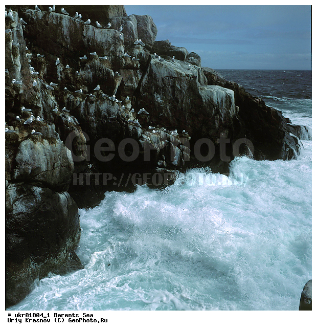 ��������� ����, �����, ���� ��������, ������, ������, ������� �����, �����, ������ �����, ������ ������, ������, ��������, ��������, �����, �����, ��������, �����������, ������� �����, ������� �����, XYZ, ��������, Laridae, ������, Rissa tridactyla