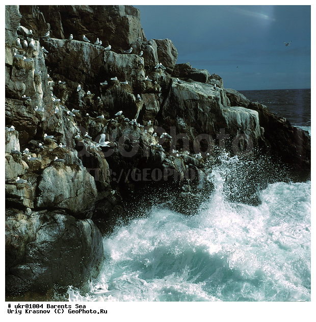 ��������� ����, �����, ���� ��������, ������, ������, ������� �����, �����, ������ �����, ������ ������, ������, ��������, ��������, �����, �����, ��������, �����������, ������� �����, ������� �����, XYZ, ��������, Laridae, ������, Rissa tridactyla