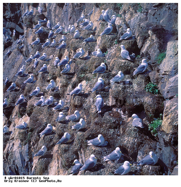 ��������� ����