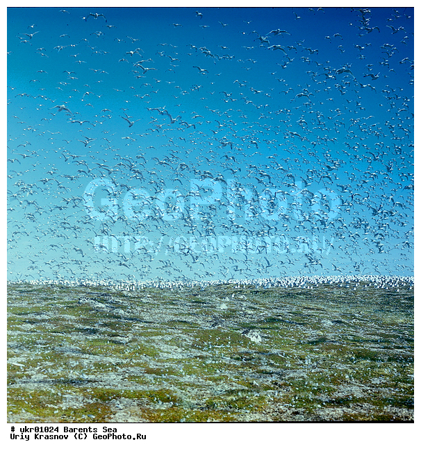 ��������� ����