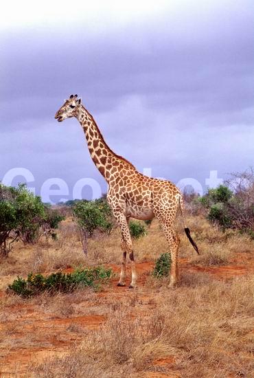������, �����, �������, �������������, �����, �����, XYZ, ���������, Giraffidae, Giraffa camelopardalis, �����