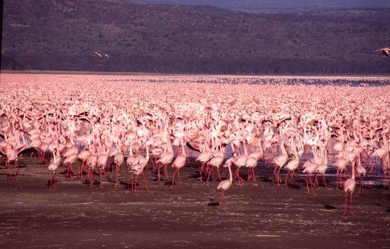 ������, ������� ����, �������, �������, ����� ���, ������, ��������, ��������, �����, �����, ��������, �����������, XYZ, �����������, Phoenicopteridae, ����� ��������, Phoeniconaias minor, Phoenicopterus minor