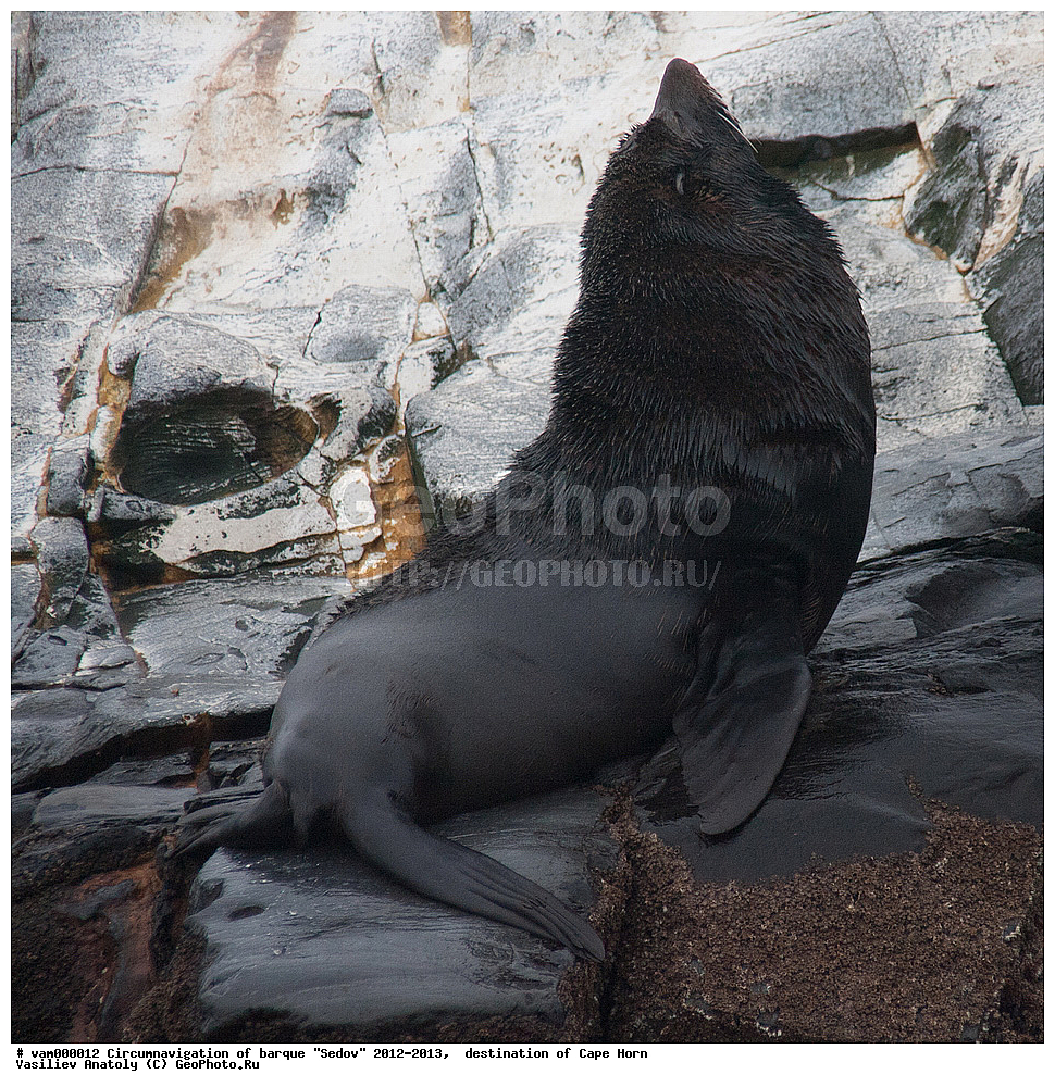 ������, ������� ��������, ����������, �����, ����� ������, ���������, ����� ���������, ����, ������� ����, ��������,  ����, ���������, ��������, ��������, �������������, �������������, �����, �����, XYZ, ������� ������, Otariidae, ���������������� ������� �����, Arctocephalus australis