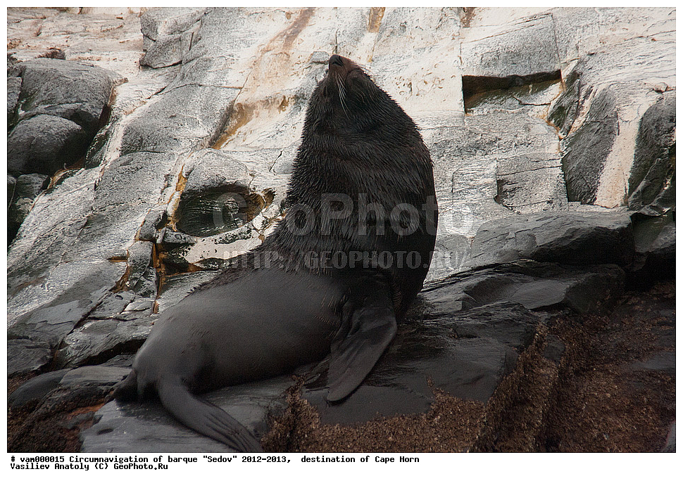 ������, ������� ��������, ����������, �����, ����� ������, ���������, ����� ���������, ����, ������� ����, ��������,  ����, ���������, ��������, ��������, �������������, �������������, �����, �����, XYZ, ������� ������, Otariidae, ���������������� ������� �����, Arctocephalus australis