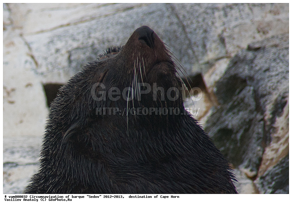 ������, ������� ��������, ����������, �����, ����� ������, ���������, ����� ���������, ����, ������� ����, ��������,  ����, ���������, ��������, ��������, �������������, �������������, �����, �����, XYZ, ������� ������, Otariidae, ���������������� ������� �����, Arctocephalus australis