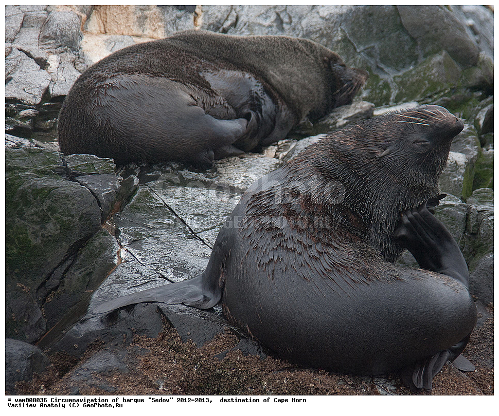 ������, ������� ��������, ����������, �����, ����� ������, ���������, ����� ���������, ����, ������� ����, ��������,  ����, ���������, ��������, ��������, �������������, �������������, �����, �����, XYZ, ������� ������, Otariidae, ���������������� ������� �����, Arctocephalus australis